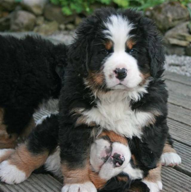 Bernese mountain dog sales white